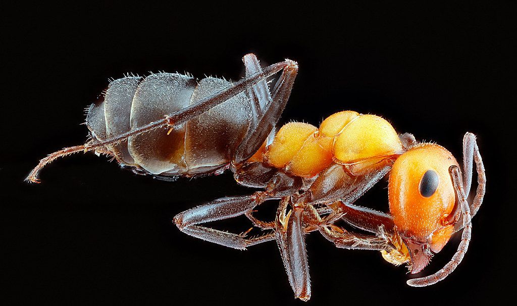 Ant Control service in Cape Coral, FL
