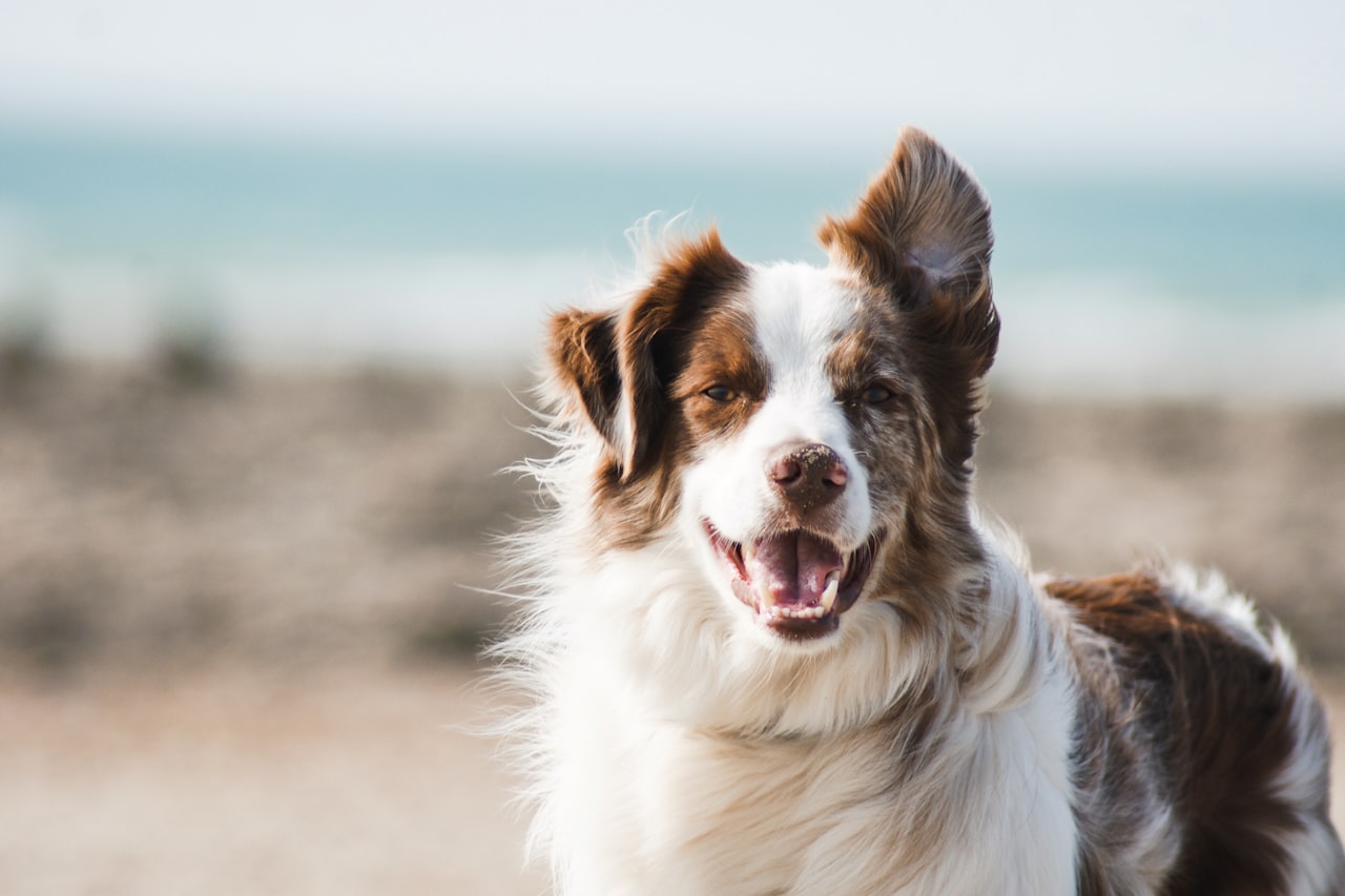 Flea & Tick Control service in Cape Coral, FL