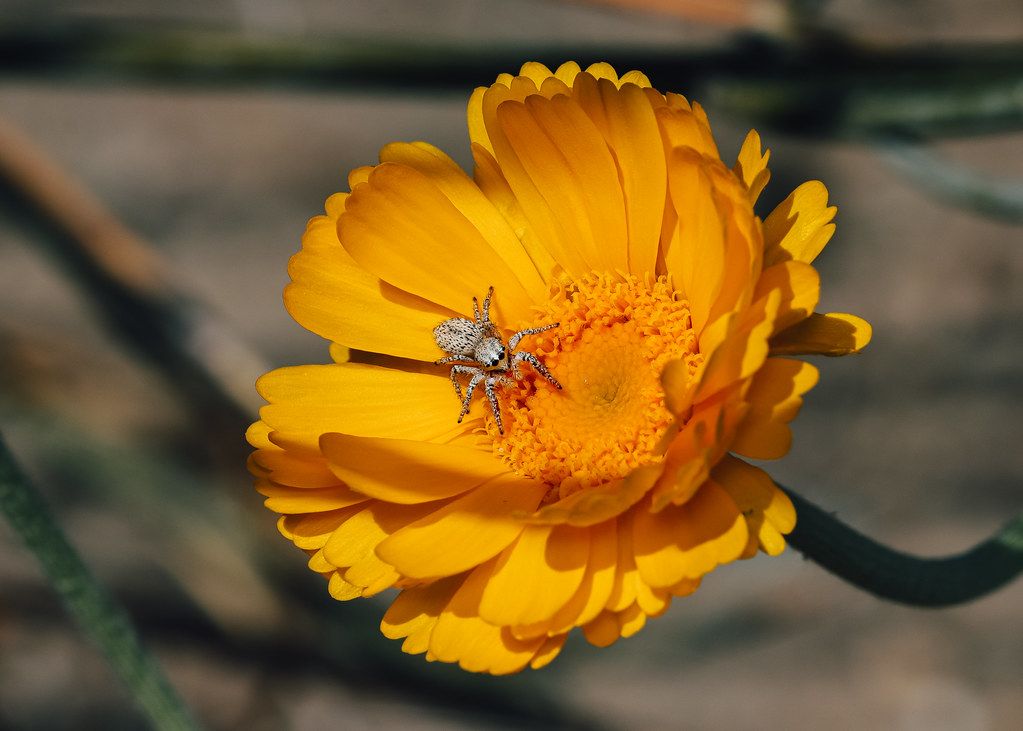 Spider Control service in Cape Coral, FL